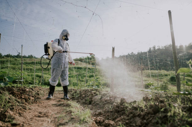Wasp Removal Services in Fruitvale, CO