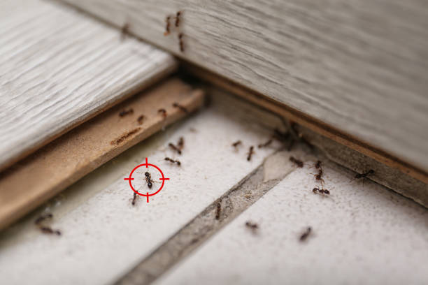Best Affordable Pest Control Services  in Fruitvale, CO