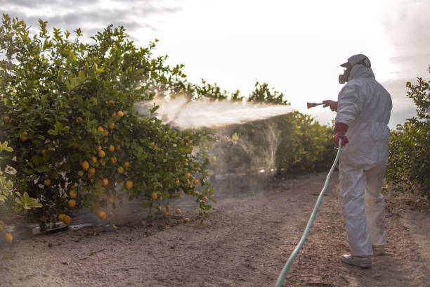 Best Bed Bug Extermination  in Fruitvale, CO