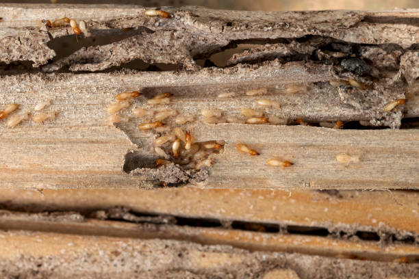 Reliable Fruitvale, CO Pest Control Solutions
