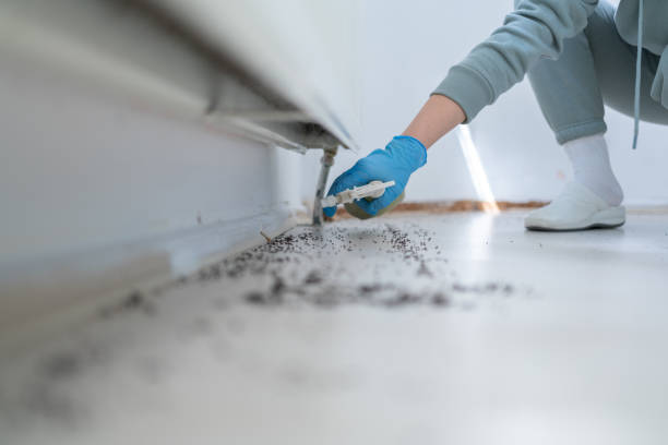 Best Pest Control for Homes  in Fruitvale, CO